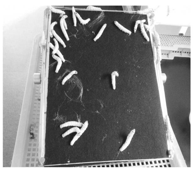 6392461-絹マトリクスを用いた人工生体膜及びその製造方法 図000003