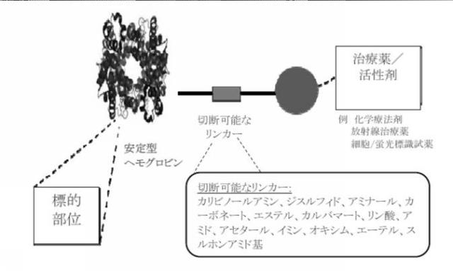 6392855-がん治療および診断イメージングのための修飾ヘモグロビンベース系治療剤を含む医薬組成物 図000003