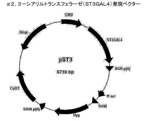 6486310-アルファ２，３−およびアルファ２，６−シアリル化を含む組換えＦＳＨ 図000003