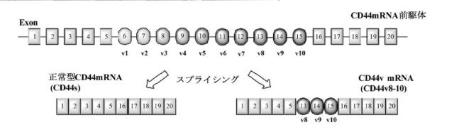 6536911-ＣＤ４４遺伝子のバリアントエクソンのスキッピングを誘導し、正常型ＣＤ４４ｍＲＮＡの発現を増加させる核酸医薬 図000003