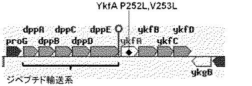 6585602-タンパク質発現の増大 図000003