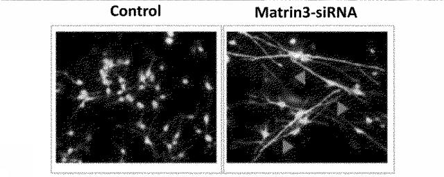 6609867-癌治療薬剤ならびに治療方法 図000003