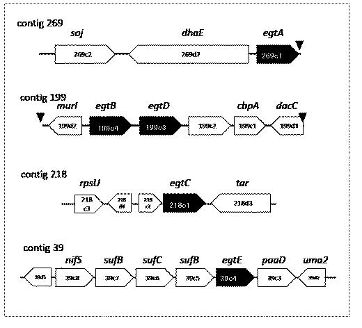 6616328-エルゴチオネインの産生方法 図000003