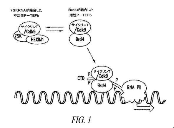 6689841-スーパーエンハンサー領域において転写制御を標的とする方法 図000003