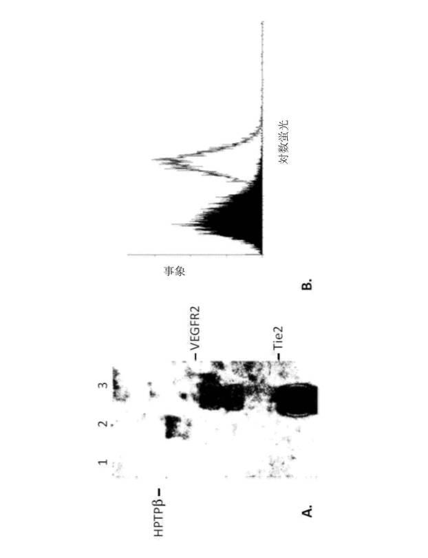 6706367-血管漏出症候群および癌を治療する方法 図000003