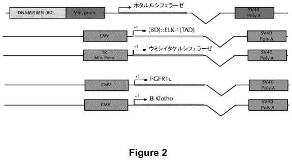 6808842-ＦＧＦ２１応答性レポーター遺伝子細胞株 図000003