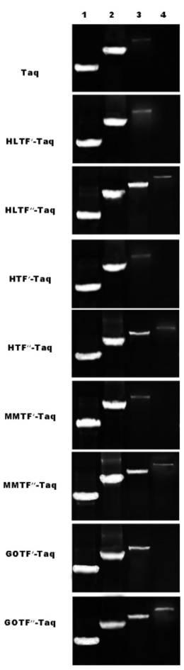 6894926-改変されたトランスフェリンのＤＮＡ結合ドメイン、組み換えＤＮＡポリメラーゼ及び調製方法 図000003