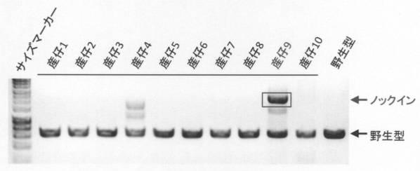 6958917-遺伝子ノックイン細胞の作製方法 図000003