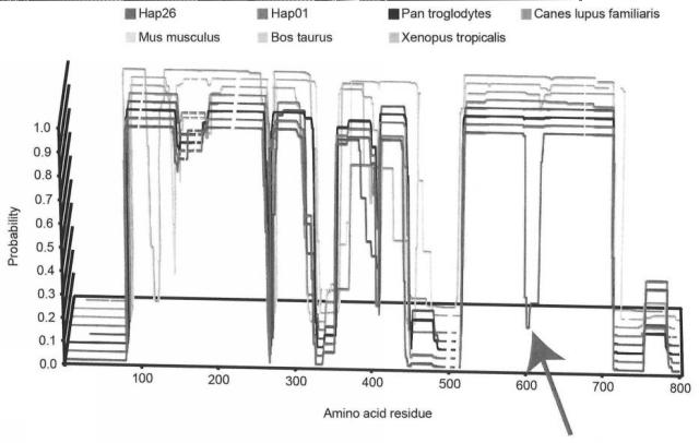 6979582-変異型蛋白質、及び該変異型蛋白質を発現し円形脱毛を発症する遺伝子改変マウス 図000003