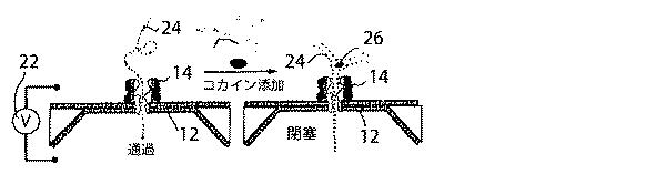 5683216-標的物質の検出方法及び装置 図000004