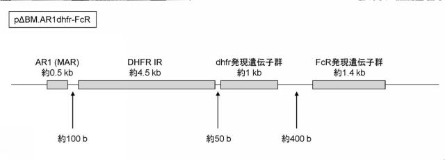 5811321-新規タンパク質発現方法 図000004