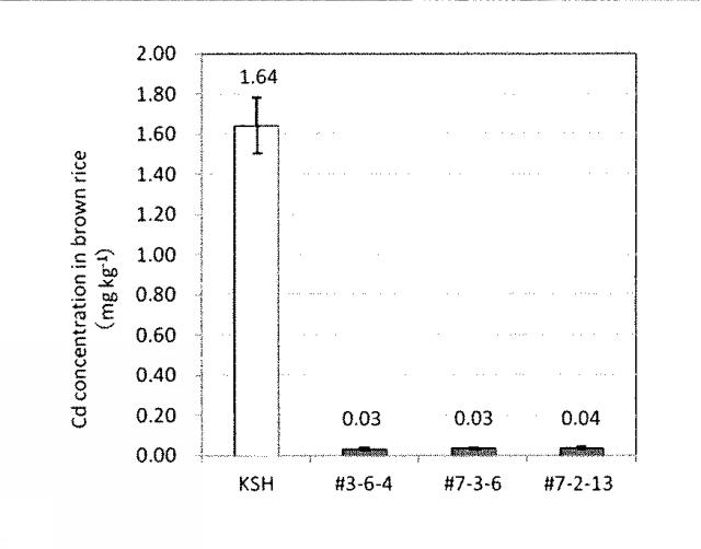 5850475-カドミウム吸収制御遺伝子、タンパク質、及びカドミウム吸収抑制イネ 図000004