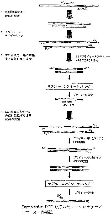 5892481-サクラのクローン識別のためのＤＮＡプライマーセット 図000004