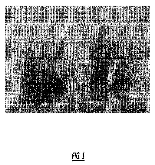 5905875-１−ＭＣＰによる植物灌漑法 図000004