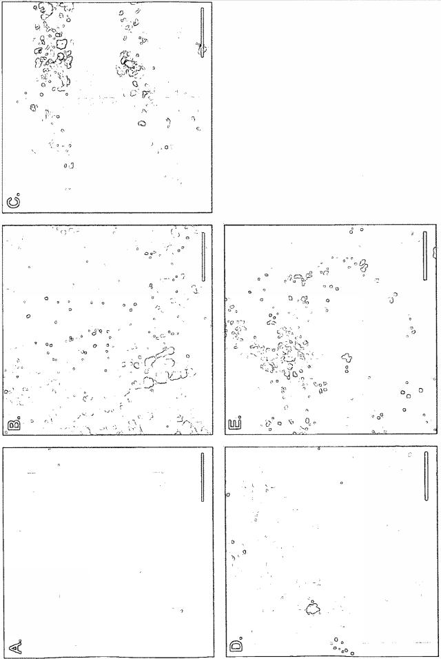 5931878-移植可能性の改良のための組織または器官の再細胞化法 図000004