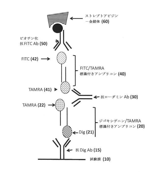 6190395-単一信号で複数被検体を検出する方法及び組成物 図000004