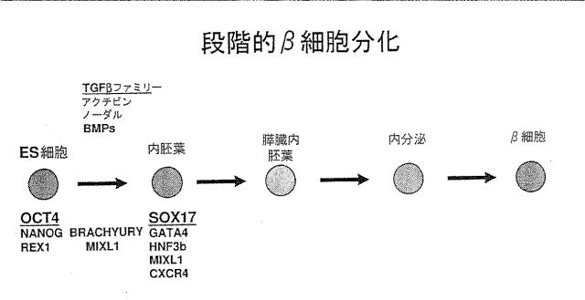 6356021-胚体内胚葉 図000004