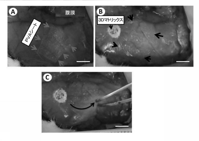 6437552-組織表面及び材料を接着する方法、並びにその生物医学的使用 図000004