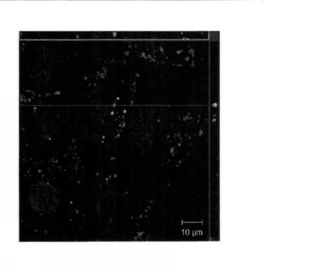 6441472-活性成分として外因性ミトコンドリアを含む組成物、ならびにその使用およびそのための細胞修復法 図000004