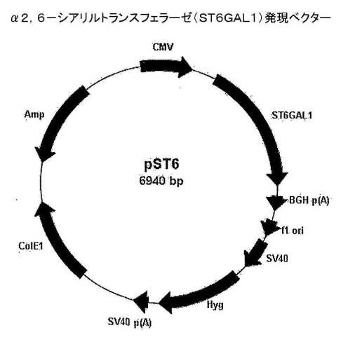 6486310-アルファ２，３−およびアルファ２，６−シアリル化を含む組換えＦＳＨ 図000004