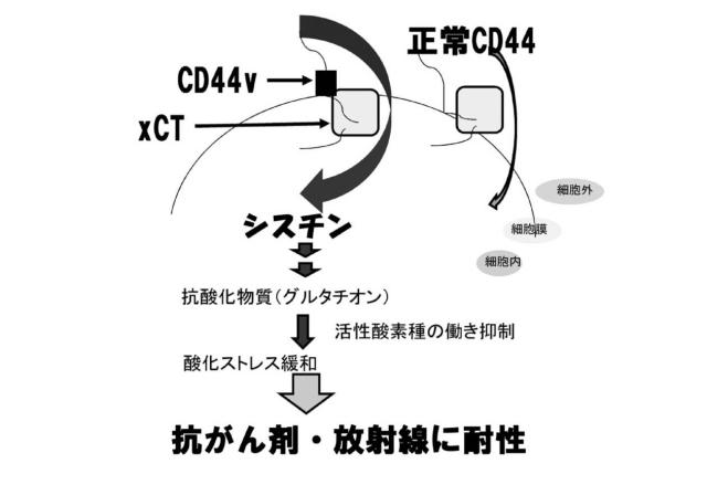 6536911-ＣＤ４４遺伝子のバリアントエクソンのスキッピングを誘導し、正常型ＣＤ４４ｍＲＮＡの発現を増加させる核酸医薬 図000004