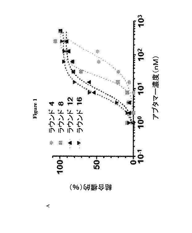 6702938-アンタゴニストＩＣ  ＣＴＬＡ−４アプタマー及びその免疫活性増強への応用 図000004
