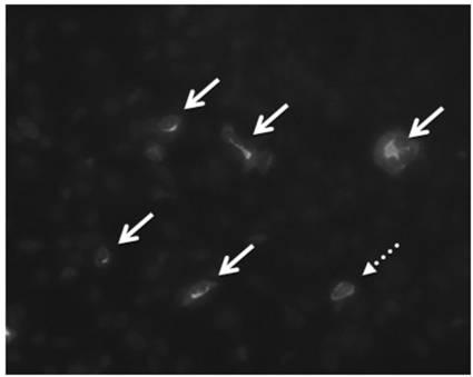 6822837-膵内分泌細胞及びその製造方法、並びに分化転換剤 図000004