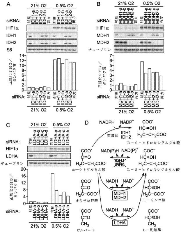 6953305-Ｌ−２−ヒドロキシグルタル酸及びストレス誘発性代謝 図000004