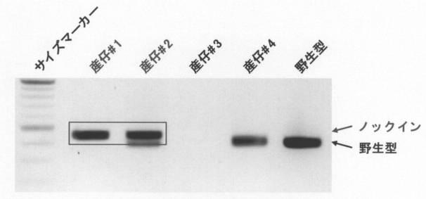 6958917-遺伝子ノックイン細胞の作製方法 図000004