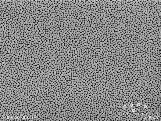 6985824-シンチレータプレート、放射線撮像装置およびシンチレータプレートの製造方法 図000004