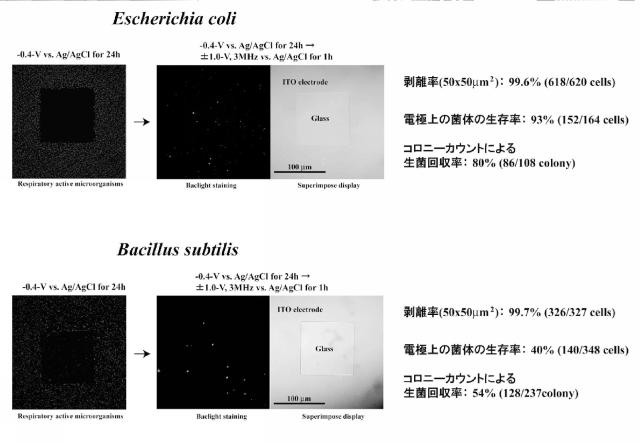 5737674-生きた微生物の固定化方法および調製方法 図000005