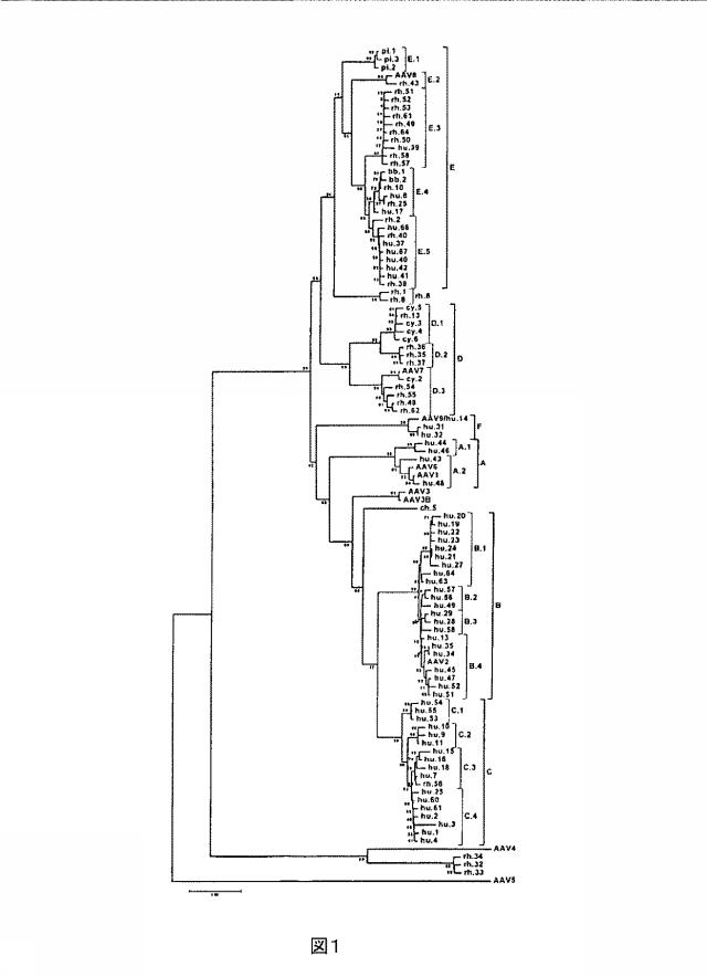 5797397-アデノ随伴ウイルス（ＡＡＶ）の同源系統群（クレイド）、配列、それらを含有するベクターおよびそれらの用途 図000005