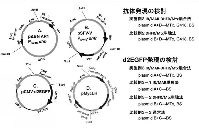 5811321-新規タンパク質発現方法 図000005