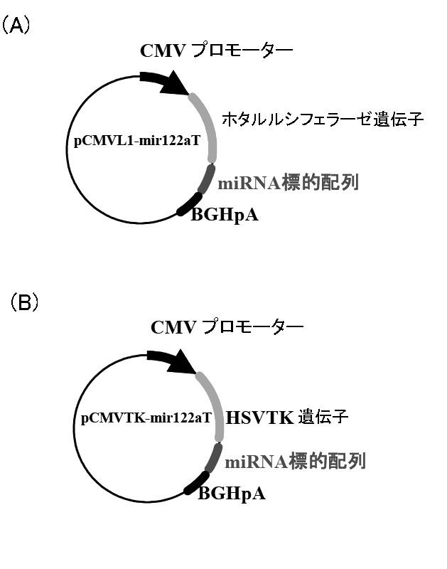 5812361-遺伝子発現制御機構を含む新規Ａｄベクター 図000005