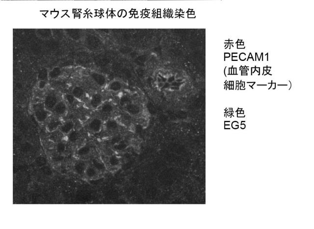 5830329-腎障害の新規マーカー 図000005