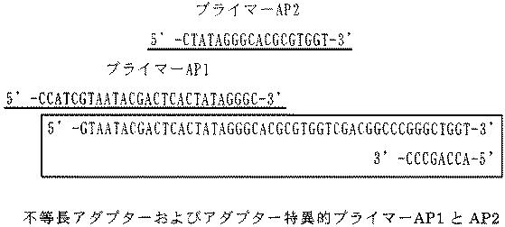 5892481-サクラのクローン識別のためのＤＮＡプライマーセット 図000005