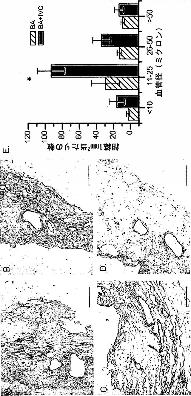 5931878-移植可能性の改良のための組織または器官の再細胞化法 図000005