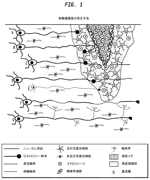 5933623-ニューロンの軸索退縮を予防するための幹細胞の使用 図000005