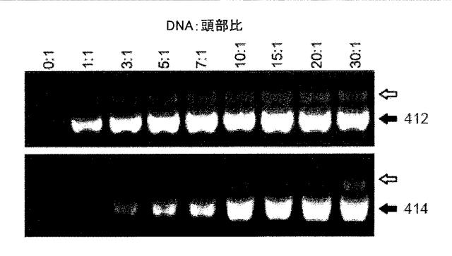 5951909-バクテリオファージＴ４ＤＮＡパッケージングマシンを用いた遺伝子およびタンパク質のインビトロおよびインビボ送達 図000005