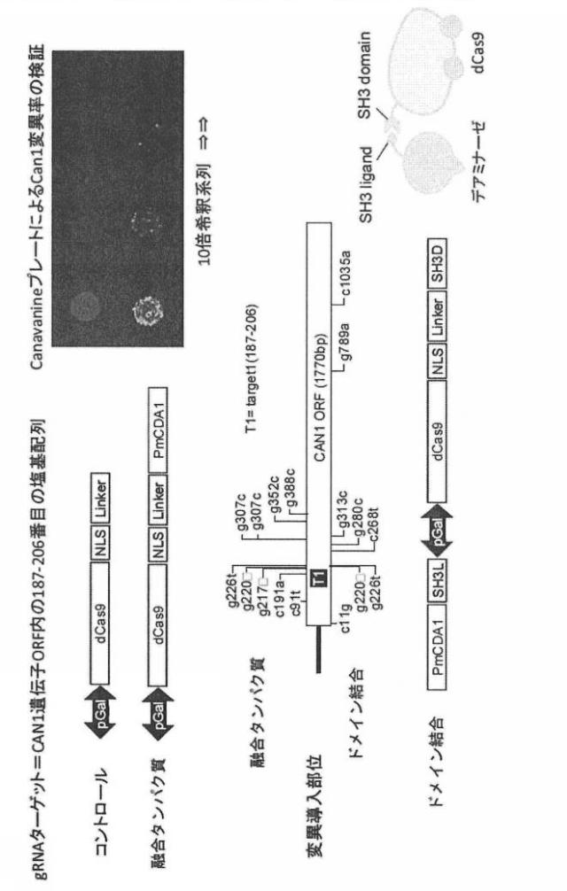 6206893-標的化したＤＮＡ配列の核酸塩基を特異的に変換するゲノム配列の改変方法及びそれに用いる分子複合体 図000005