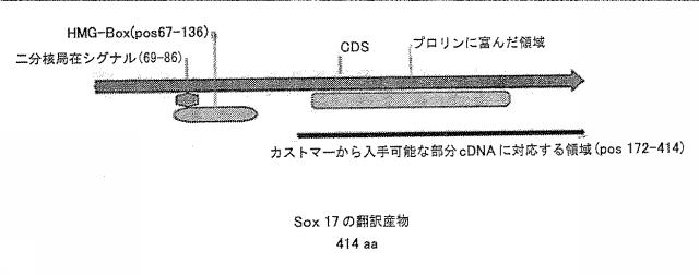 6356021-胚体内胚葉 図000005