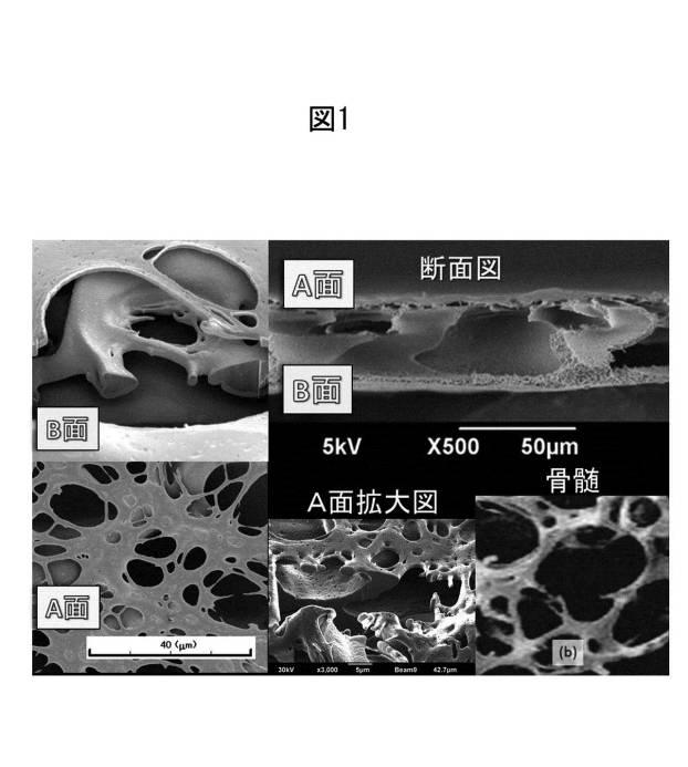 6358605-骨髄類似構造を利用した細胞培養法、及び骨損傷部位の治療のためのポリイミド多孔質膜 図000005