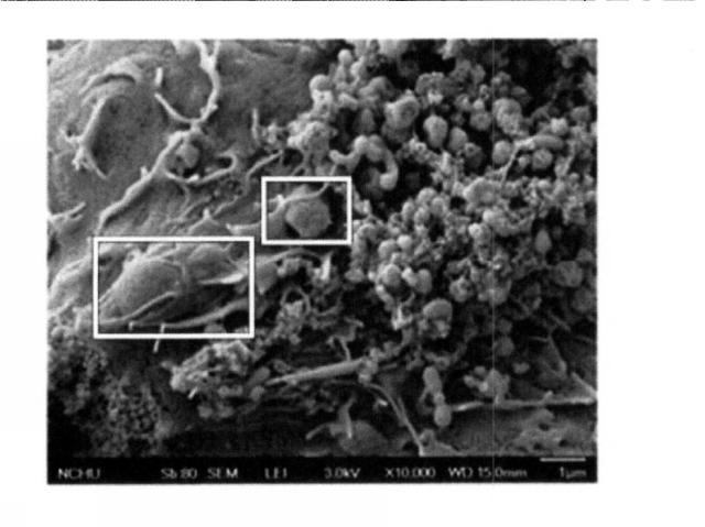 6441472-活性成分として外因性ミトコンドリアを含む組成物、ならびにその使用およびそのための細胞修復法 図000005