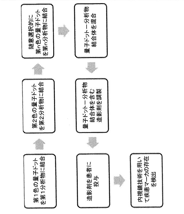 6456433-画像診断用量子ドット 図000005