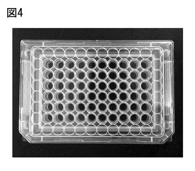 6468714-培養容器及びそれを利用した複数の積層細胞シートの作製方法 図000005