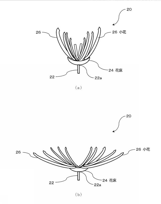 6504624-プリザーブドフラワーの開花調整方法及び開花調整されたプリザーブドフラワーの製造方法 図000005