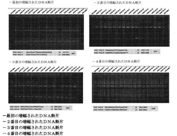 6511544-高病原性ウイルス性出血性敗血症ウイルス検出用バイオマーカー及び診断方法 図000005