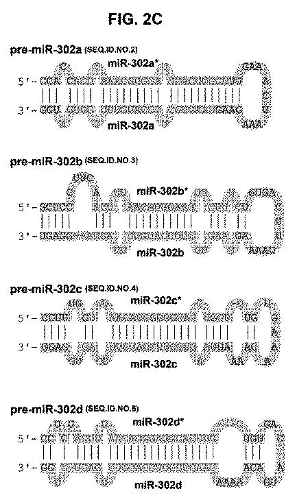 6521981-生体内及び体外で核酸類薬物を送達するための新規な糖アルコール類組成物 図000005