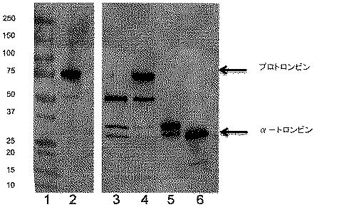 6530086-トロンビンの調製のための方法 図000005