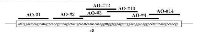 6536911-ＣＤ４４遺伝子のバリアントエクソンのスキッピングを誘導し、正常型ＣＤ４４ｍＲＮＡの発現を増加させる核酸医薬 図000005